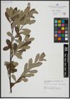 Foto von Salix atrocinerea Brot. x Salix salviifolia Brot.